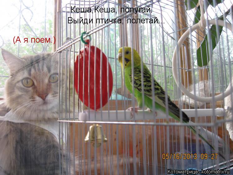 Котоматрица: Кеша,Кеша, попугай. Выйди птичка, полетай... (А я поем.)