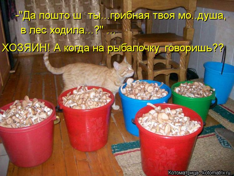 -"Да пошто ш ты...грибная твоя мо..душа, в лес ходила...?" ... ХОЗЯИН! А когда на рыбалочку, говори... Котоматрица: -"Да пошто ш ты...грибная твоя мо..душа, в лес ходила...?" ... ХОЗЯИН! А когда на рыбалочку, говоришь??