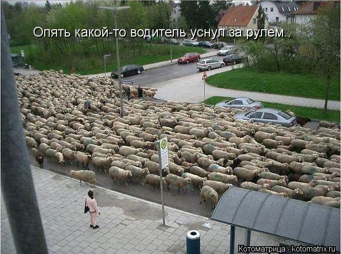 Опять какой-то водитель уснул за рулем..... Котоматрица: Опять какой-то водитель уснул за рулем..