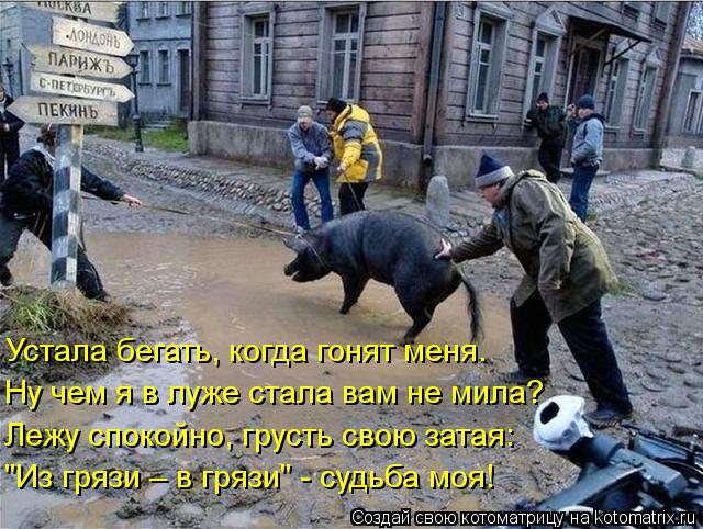 "Из грязи – в грязи" - судьба моя! Лежу спокойно, грусть свою затая: Ну чем я в луже стала вам не мил... Котоматрица: "Из грязи – в грязи" - судьба моя! Лежу спокойно, грусть свою затая: Ну чем я в луже стала вам не мила? Устала бегать, когда гонят меня.