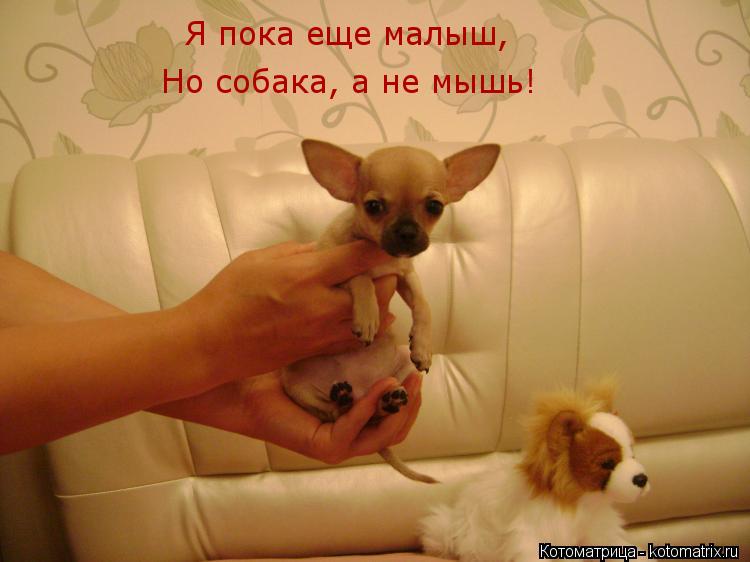 Я пока еще малыш, Но собака, а не мышь!... Котоматрица: Я пока еще малыш, Но собака, а не мышь!