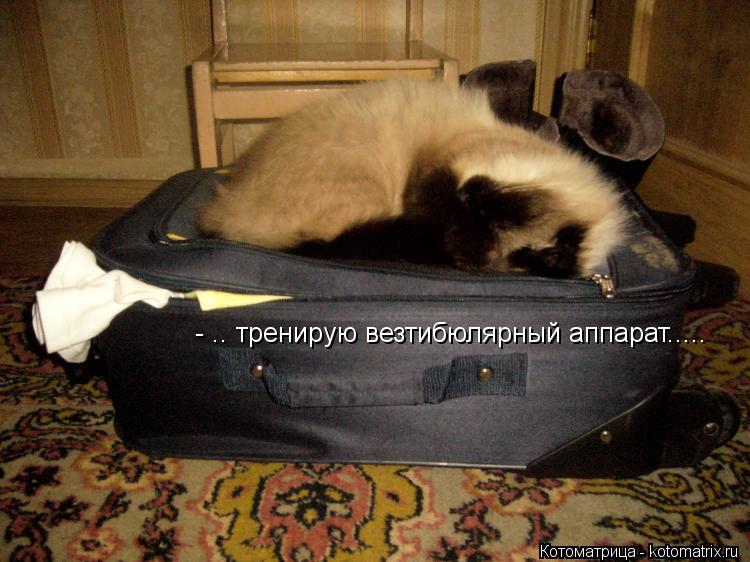 - .. тренирую везтибюлярный аппарат........ Котоматрица: - .. тренирую везтибюлярный аппарат.....
