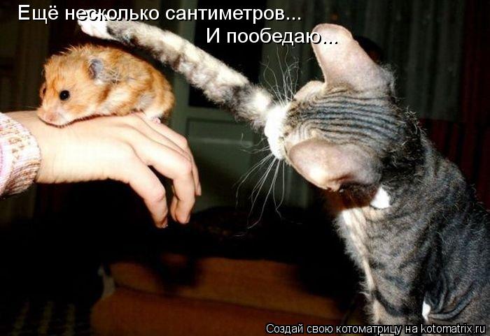 Ещё несколько сантиметров... И пообедаю...... Котоматрица: Ещё несколько сантиметров... И пообедаю...