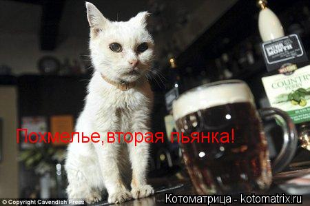 Похмелье,вторая пьянка!... Котоматрица: Похмелье,вторая пьянка!