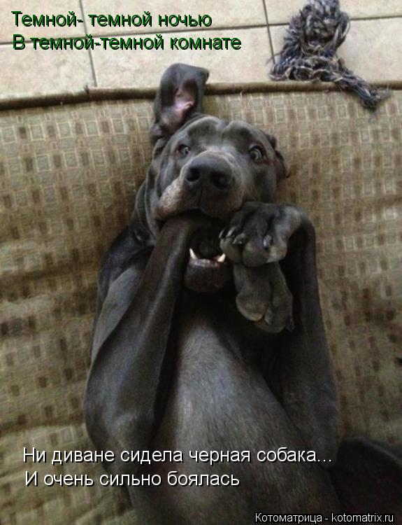 Темной- темной ночью В темной-темной комнате Ни диване сидела черная собака... И очень сильно боялась... Котоматрица: Темной- темной ночью В темной-темной комнате Ни диване сидела черная собака... И очень сильно боялась