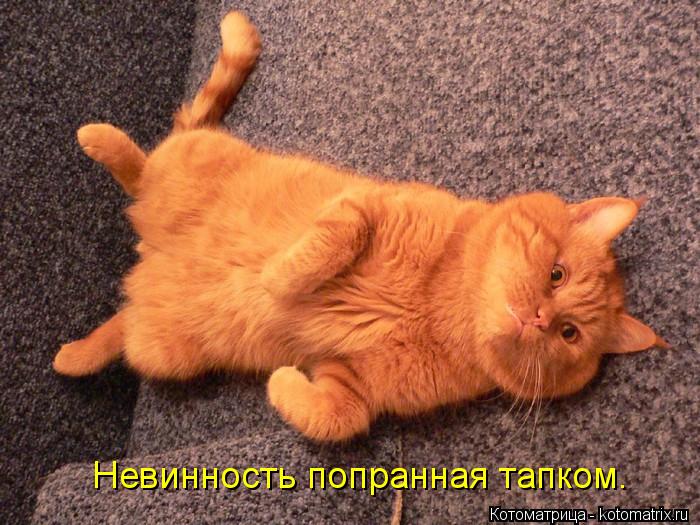Невинность попранная тапком.... Котоматрица: Невинность попранная тапком.