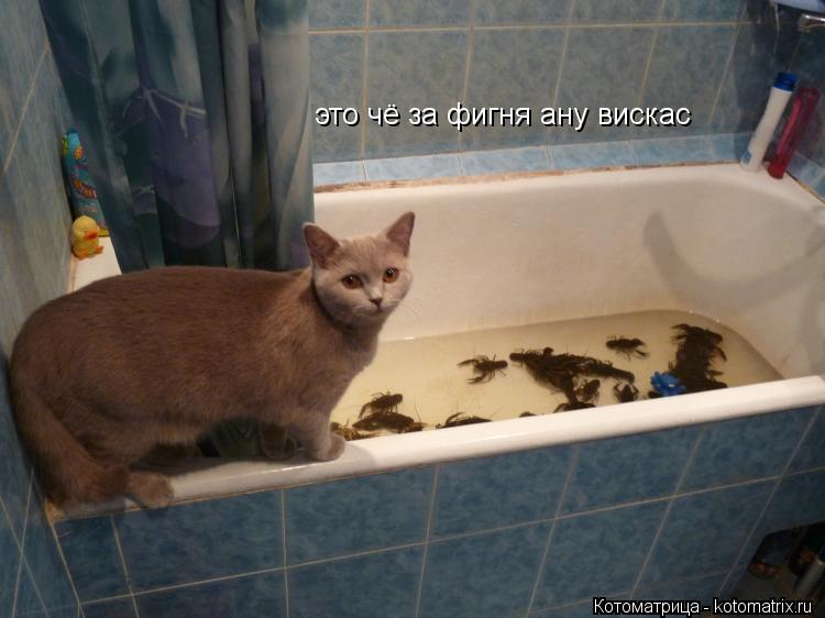 это чё за фигня ану вискас... Котоматрица: это чё за фигня ану вискас