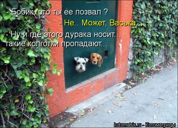 - Бобик, это ты ее позвал ? - Не.. Может, Васька... - Ну и где этого дурака носит... такие колготки ... Котоматрица: - Бобик, это ты ее позвал ? - Не.. Может, Васька... - Ну и где этого дурака носит... такие колготки пропадают...