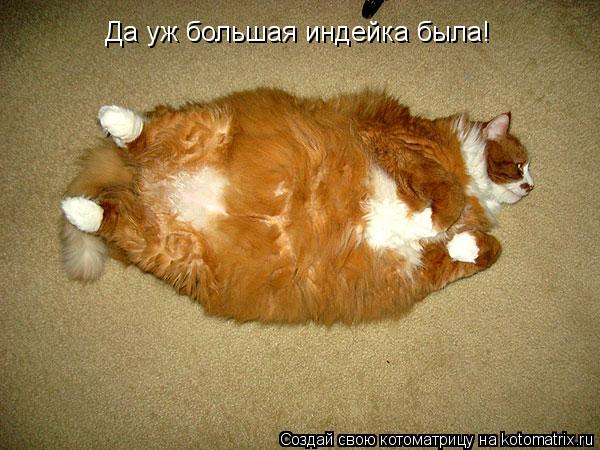 Да уж большая индейка была!... Котоматрица: Да уж большая индейка была!