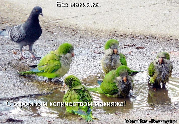 Без макияжа. С огромным количеством макияжа!... Котоматрица: Без макияжа. С огромным количеством макияжа!