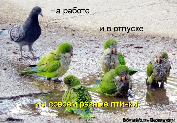 На работе и в отпуске мы совсем разные птички.... Котоматрица: На работе и в отпуске мы совсем разные птички.