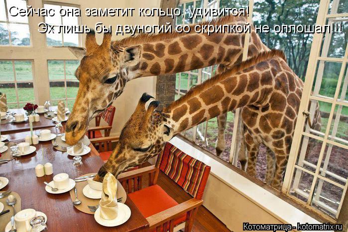 Сейчас она заметит кольцо, удивится! Эх лишь бы двуногий со скрипкой не оплошал!!!... Котоматрица: Сейчас она заметит кольцо, удивится! Эх лишь бы двуногий со скрипкой не оплошал!!!