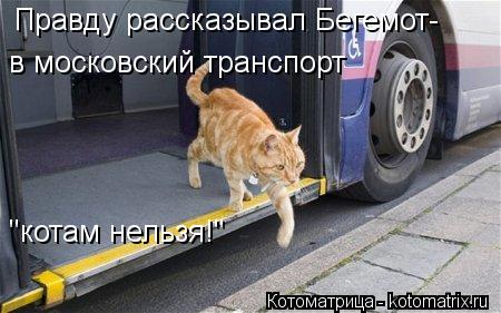 Котоматрица: Правду рассказывал Бегемот- в московский транспорт  "котам нельзя!"