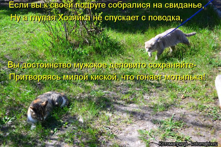 Котоматрица: Если вы к своей подруге собралися на свиданье, Вы достоинство мужское деловито сохраняйте- Ну а глупая Хозяйка не спускает с поводка, Притв
