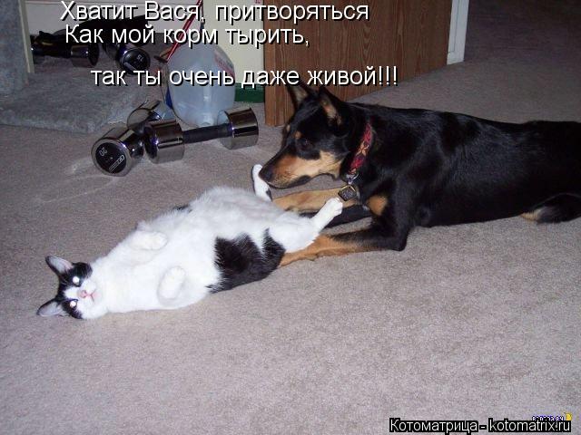 Котоматрица: Хватит Вася, притворяться Как мой корм тырить,  так ты очень даже живой!!!