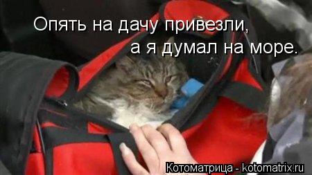 Котоматрица: Опять на дачу привезли, а я думал на море.