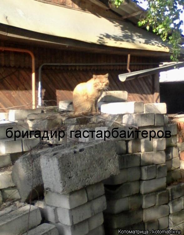 Котоматрица: бригадир гастарбайтеров