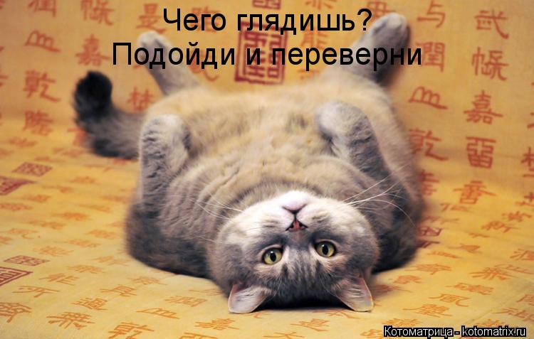 Чего глядишь? Подойди и переверни... Котоматрица: Чего глядишь? Подойди и переверни