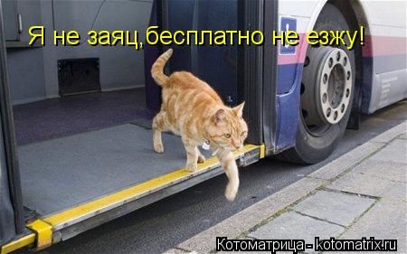 Я не заяц,бесплатно не езжу!... Котоматрица: Я не заяц,бесплатно не езжу!