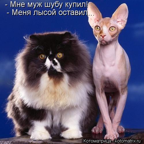 - Мне муж шубу купил! - Меня лысой оставил...... Котоматрица: - Мне муж шубу купил! - Меня лысой оставил...