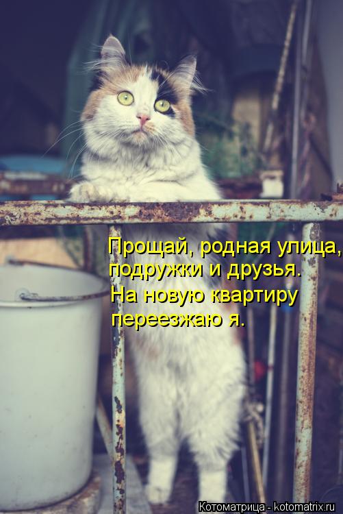 подружки и друзья. Прощай, родная улица, На новую квартиру переезжаю я.... Котоматрица: подружки и друзья. Прощай, родная улица, На новую квартиру переезжаю я.