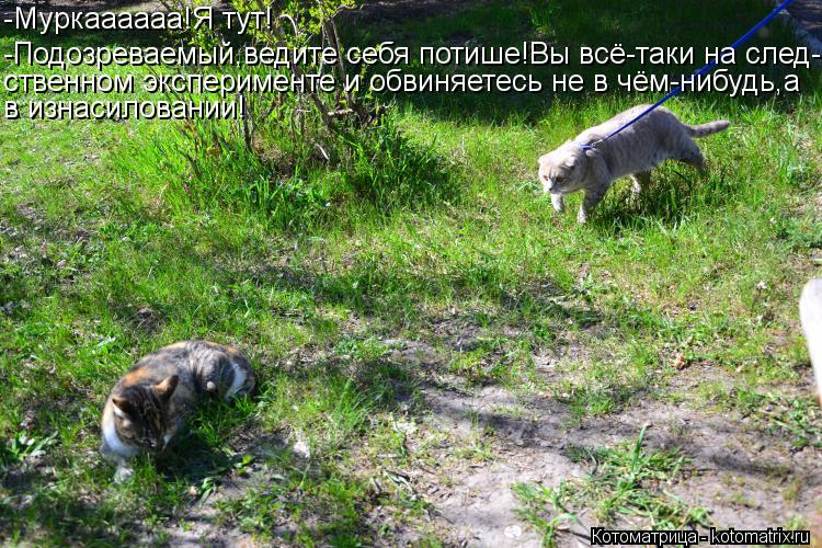 Котоматрица: -Муркаааааа!Я тут! -Подозреваемый,ведите себя потише!Вы всё-таки на след- ственном эксперименте и обвиняетесь не в чём-нибудь,а в изнасилова