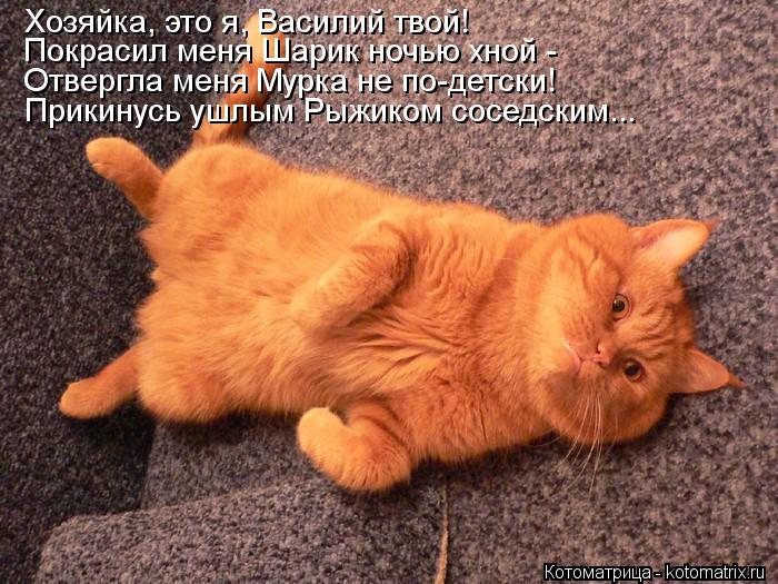 Котоматрица: Хозяйка, это я, Василий твой! Покрасил меня Шарик ночью хной - Отвергла меня Мурка не по-детски! Прикинусь ушлым Рыжиком соседским...