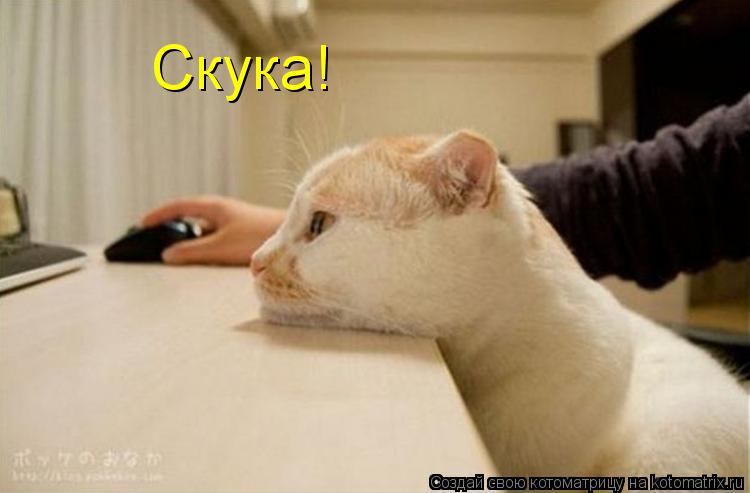 Скука!... Котоматрица: Скука!