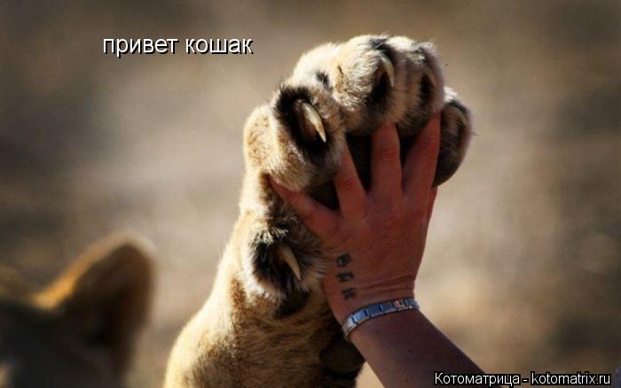 привет кошак... Котоматрица: привет кошак