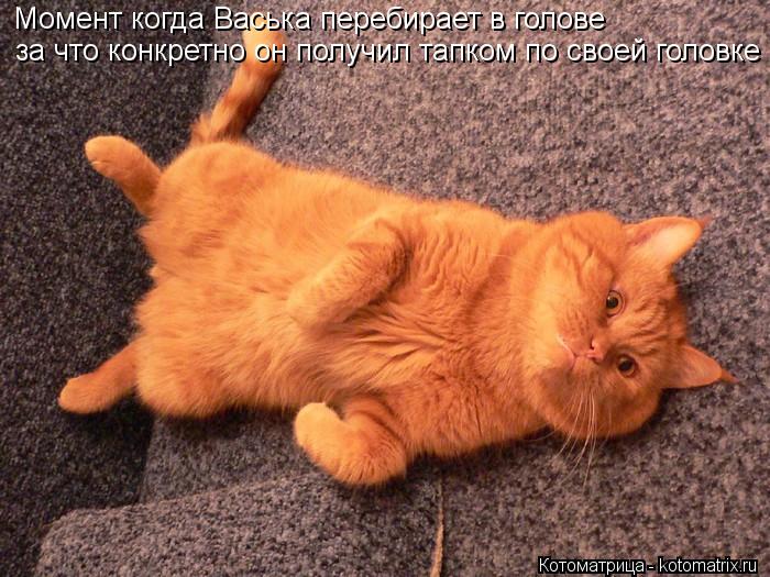 Момент когда Васька перебирает в голове за что конкретно он получил тапком по своей головке... Котоматрица: Момент когда Васька перебирает в голове за что конкретно он получил тапком по своей головке