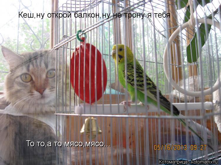 Кеш,ну открой балкон,ну не трону я тебя То то,а то мясо,мясо...... Котоматрица: Кеш,ну открой балкон,ну не трону я тебя То то,а то мясо,мясо...