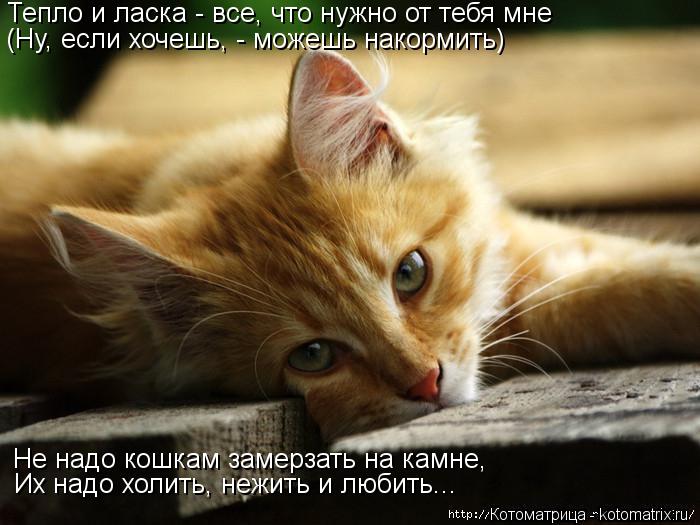Тепло и ласка - все, что нужно от тебя мне (Ну, если хочешь, - можешь накормить) Не надо кошкам замер... Котоматрица: Тепло и ласка - все, что нужно от тебя мне (Ну, если хочешь, - можешь накормить) Не надо кошкам замерзать на камне, Их надо холить, нежить и люби