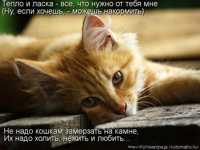 Котоматрица: Тепло и ласка - все, что нужно от тебя мне (Ну, если хочешь, - можешь накормить) Не надо кошкам замерзать на камне, Их надо холить, нежить и люби