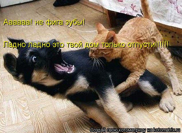 Аааааа! не фига зубы! Ладно ладно это твой дом только отпусти!!!!!!... Котоматрица: Аааааа! не фига зубы! Ладно ладно это твой дом только отпусти!!!!!!