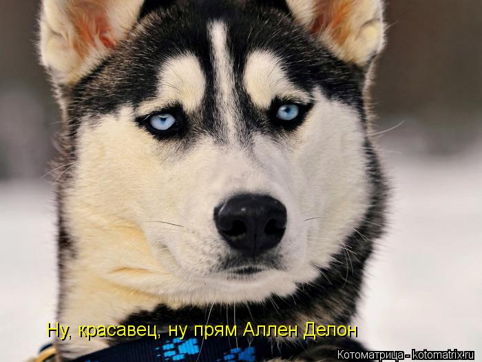 Котоматрица: Ну, красавец, ну прям Аллен Делон