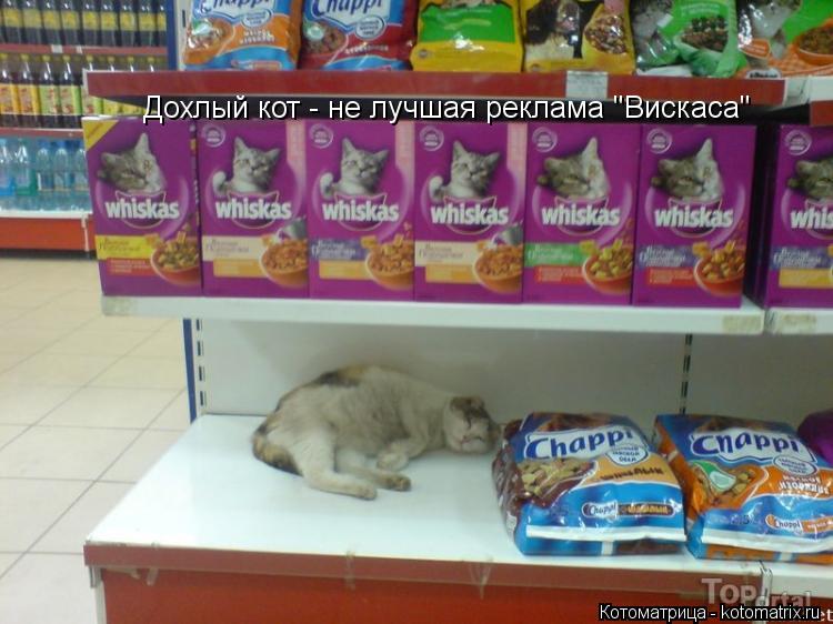 Дохлый кот - не лучшая реклама "Вискаса"... Котоматрица: Дохлый кот - не лучшая реклама "Вискаса"