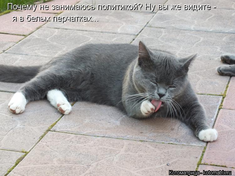 Почему не занимаюсь политикой? Ну вы же видите - я в белых перчатках...... Котоматрица: Почему не занимаюсь политикой? Ну вы же видите - я в белых перчатках...