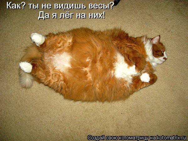 Как? ты не видишь весы? Да я лёг на них!... Котоматрица: Как? ты не видишь весы? Да я лёг на них!