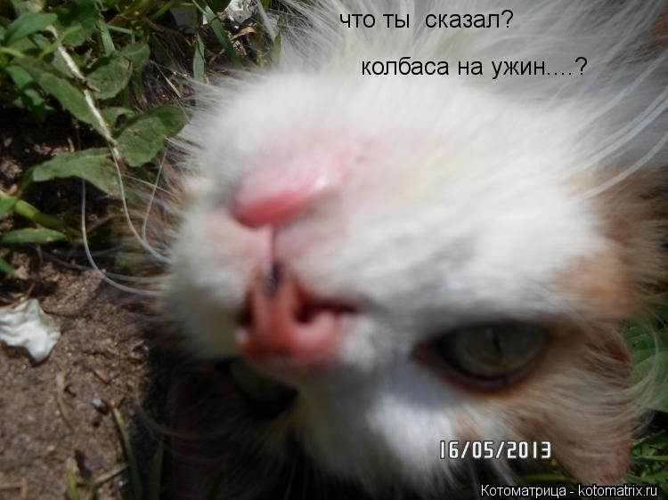 что ты сказал? колбаса на ужин....?... Котоматрица: что ты сказал? колбаса на ужин....?