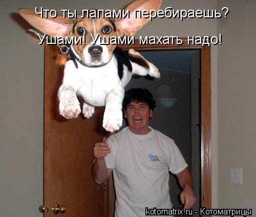 Котоматрица: Что ты лапами перебираешь?  Ушами! Ушами махать надо!