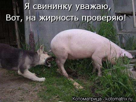 Я свининку уважаю, Вот, на жирность проверяю!... Котоматрица: Я свининку уважаю, Вот, на жирность проверяю!