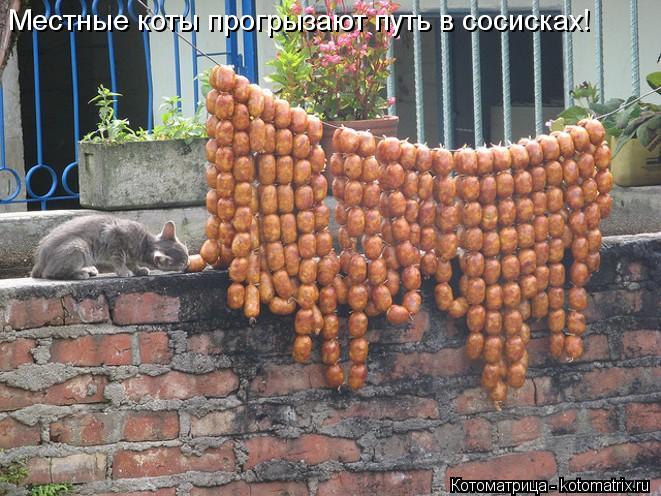 Местные коты прогрызают путь в сосисках!... Котоматрица: Местные коты прогрызают путь в сосисках!