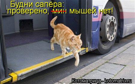 Котоматрица: Будни сапёра: проверено, мин мышей нет! ----