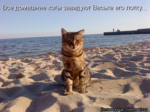 Все домашние коты завидуют Ваське его лотку...... Котоматрица: Все домашние коты завидуют Ваське его лотку...