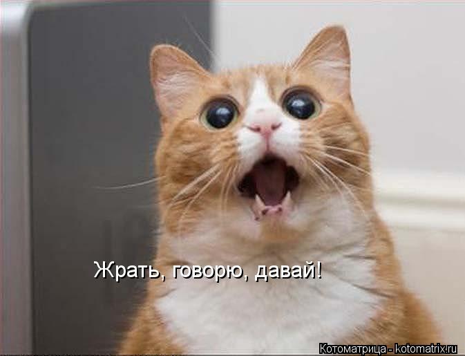 Жрать, говорю, давай!... Котоматрица: Жрать, говорю, давай!