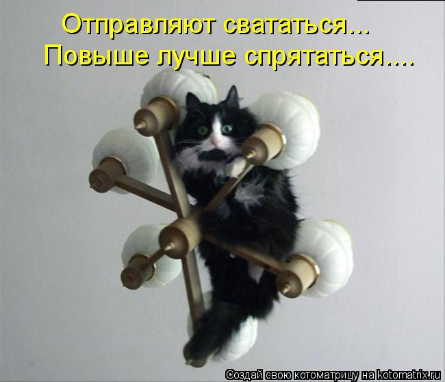 Котоматрица: Отправляют свататься... Повыше лучше спрятаться....