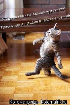 Потому что я нагадил в тапок человечий:) Я иду по комнате словно чумачечий!... Котоматрица: Потому что я нагадил в тапок человечий:) Я иду по комнате словно чумачечий!