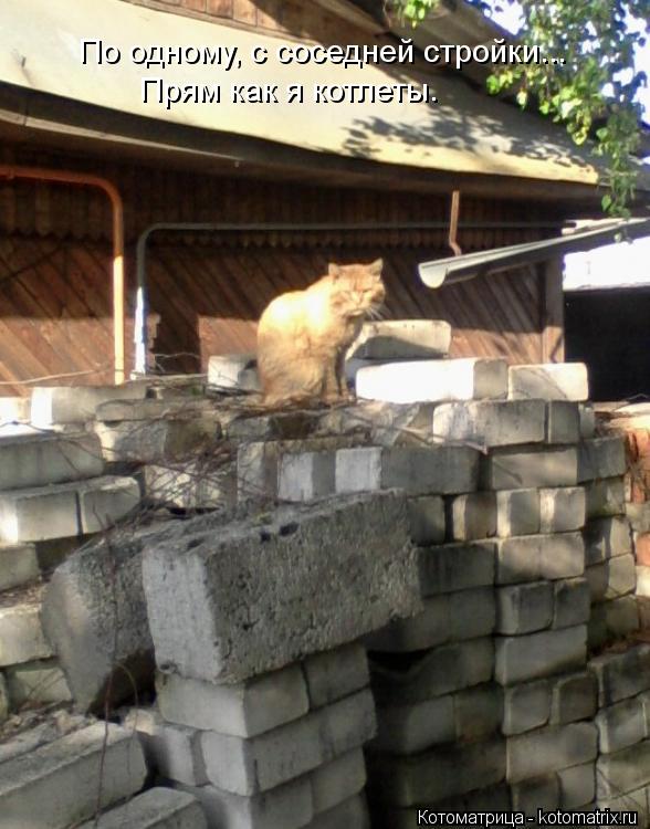 По одному, с соседней стройки... Прям как я котлеты.... Котоматрица: По одному, с соседней стройки... Прям как я котлеты.