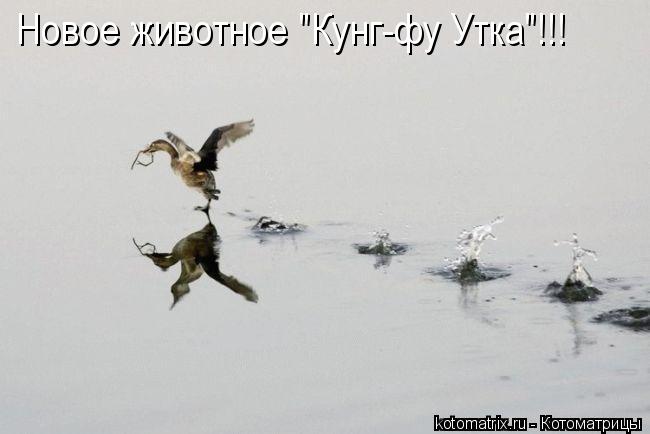 Новое животное "Кунг-фу Утка"!!!... Котоматрица: Новое животное "Кунг-фу Утка"!!!