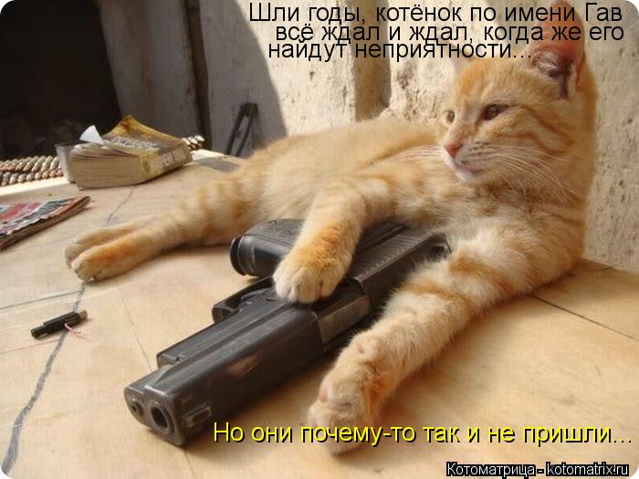 Шли годы, котёнок по имени Гав всё ждал и ждал, когда же его найдут неприятности... Но они почему-то... Котоматрица: Шли годы, котёнок по имени Гав всё ждал и ждал, когда же его найдут неприятности... Но они почему-то так и не пришли...